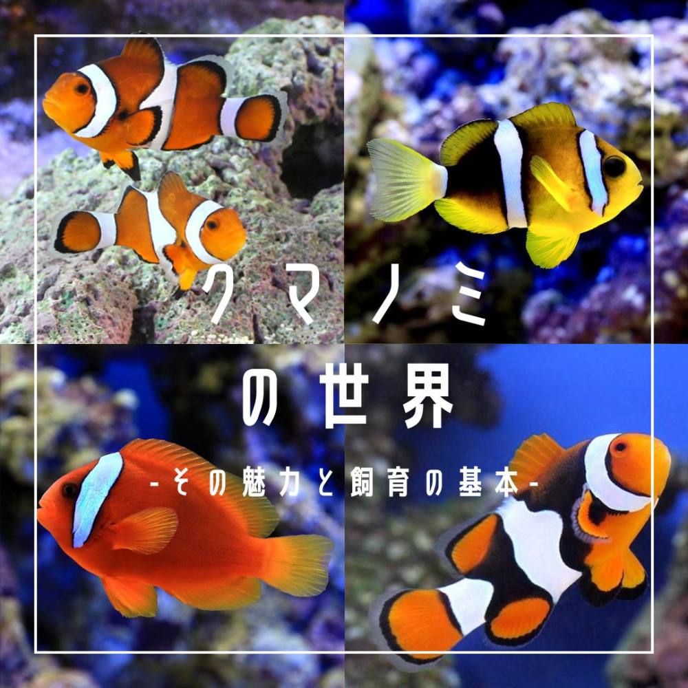 クマノミの世界<海水魚解説> | AQUALASSIC