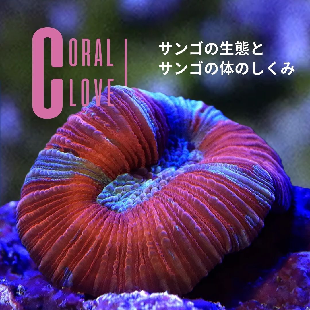 CORAL LOVE 第4回 秋冬からはじめる！フラグサンゴ水槽入門＜用品編